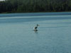 Pelican