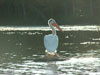 Pelican