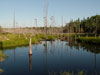 Great Blue Heron Rookery
