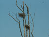 Great Blue Heron Rookery